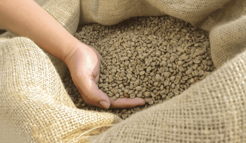 Green coffee beans and sack