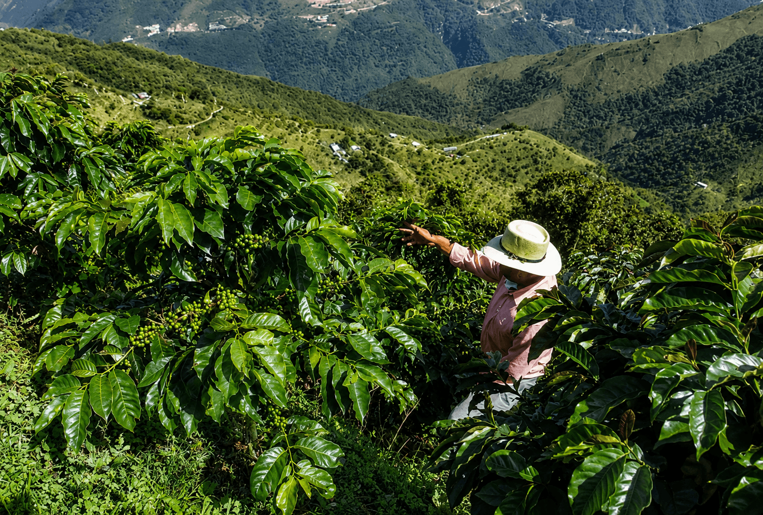 Haitian coffee farmer on the mountain